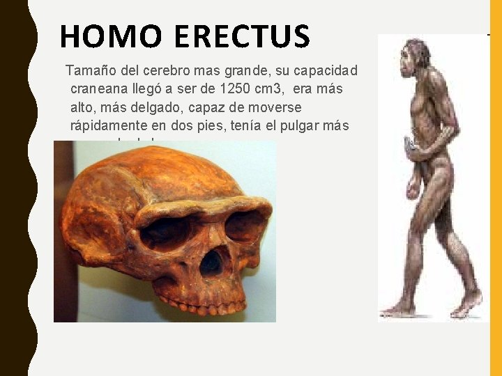 HOMO ERECTUS Tamaño del cerebro mas grande, su capacidad craneana llegó a ser de