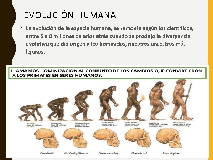 EVOLUCIÓN HUMANA • La evolución de la especie humana, se remonta según los científicos,