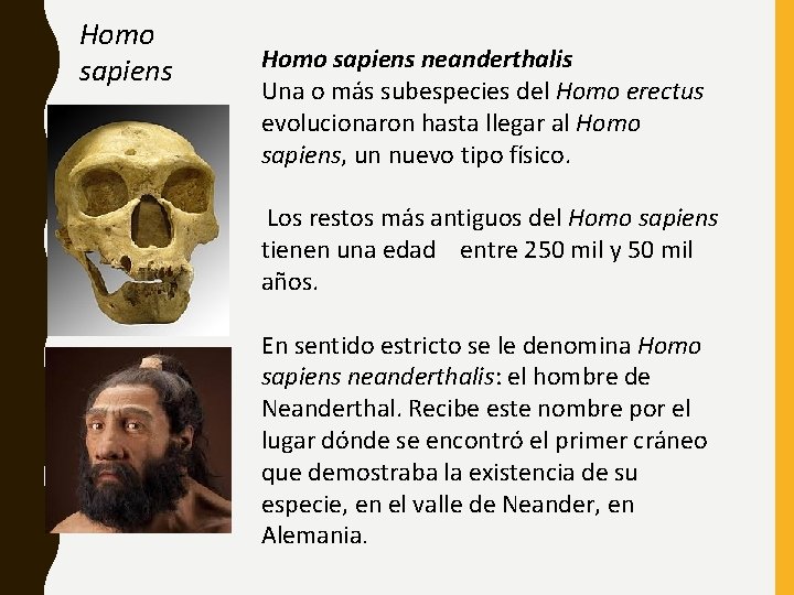 Homo sapiens neanderthalis Una o más subespecies del Homo erectus evolucionaron hasta llegar al