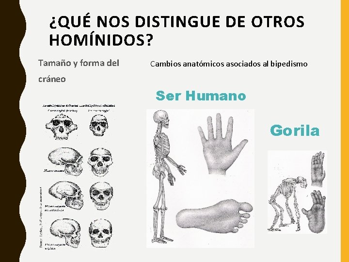¿QUÉ NOS DISTINGUE DE OTROS HOMÍNIDOS? Tamaño y forma del Cambios anatómicos asociados al