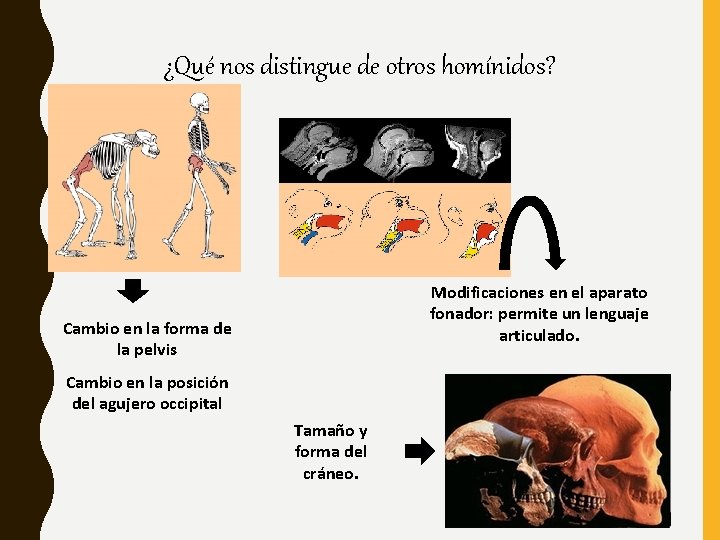 ¿Qué nos distingue de otros homínidos? Modificaciones en el aparato fonador: permite un lenguaje