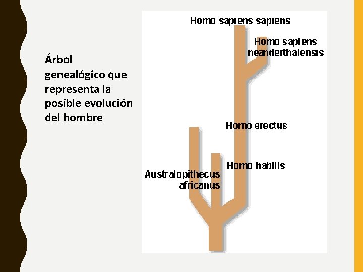 Árbol genealógico que representa la posible evolución del hombre 