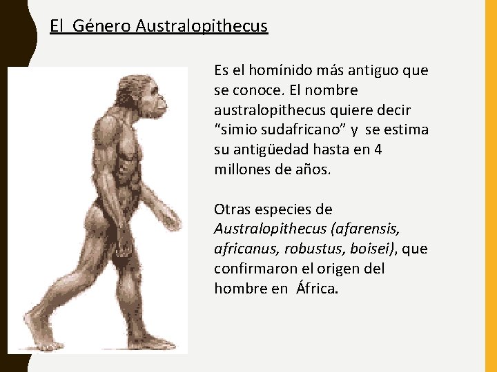 El Género Australopithecus Es el homínido más antiguo que se conoce. El nombre