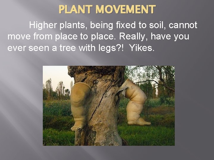 PLANT MOVEMENTS BOTANY 2011 MRS ALPERT PLANT MOVEMENT