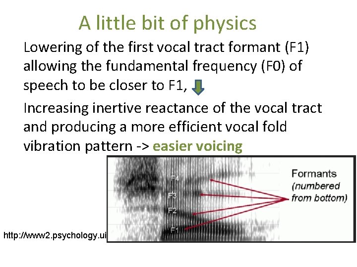 A little bit of physics Lowering of the first vocal tract formant (F 1)