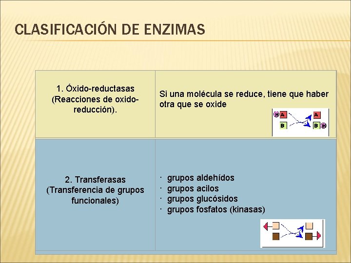 CLASIFICACIÓN DE ENZIMAS 1. Óxido-reductasas (Reacciones de oxidoreducción). Si una molécula se reduce, tiene CLASIFICACIÓN DE ENZIMAS 1. Óxido-reductasas (Reacciones de oxidoreducción). Si una molécula se reduce, tiene
