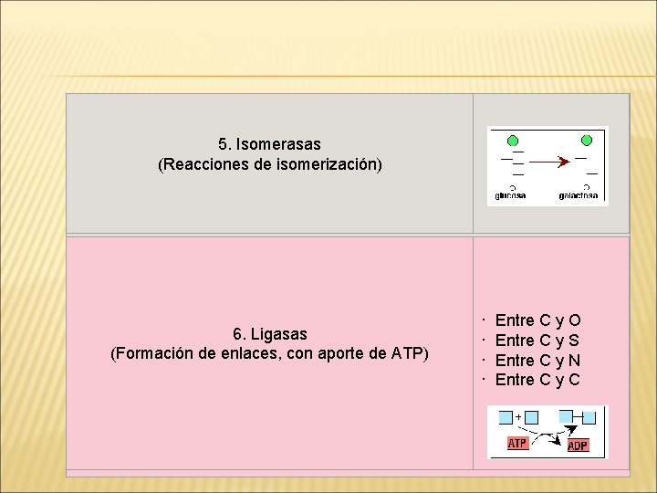 5. Isomerasas (Reacciones de isomerización) 6. Ligasas (Formación de enlaces, con aporte de ATP)