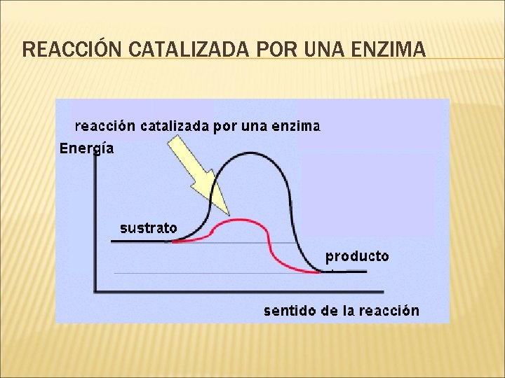 REACCIÓN CATALIZADA POR UNA ENZIMA 