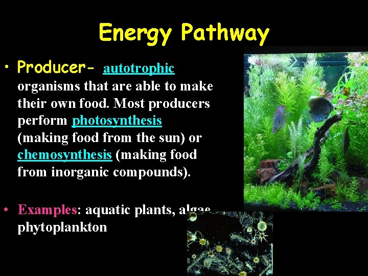 Energy Pathway • Producer- autotrophic organisms that are able to make their own food.