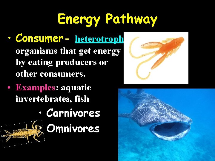 Energy Pathway • Consumer- heterotrophic organisms that get energy by eating producers or other