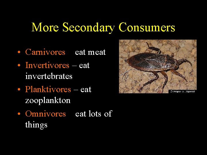 More Secondary Consumers • Carnivores – eat meat • Invertivores – eat invertebrates •