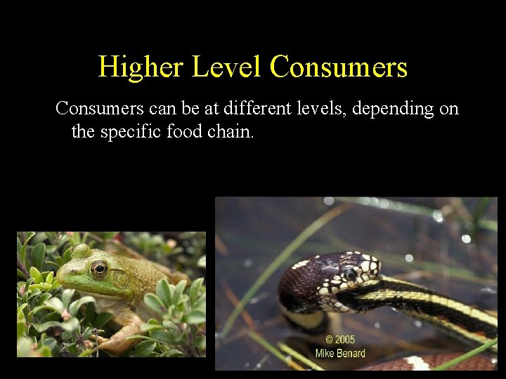 Higher Level Consumers can be at different levels, depending on the specific food chain.