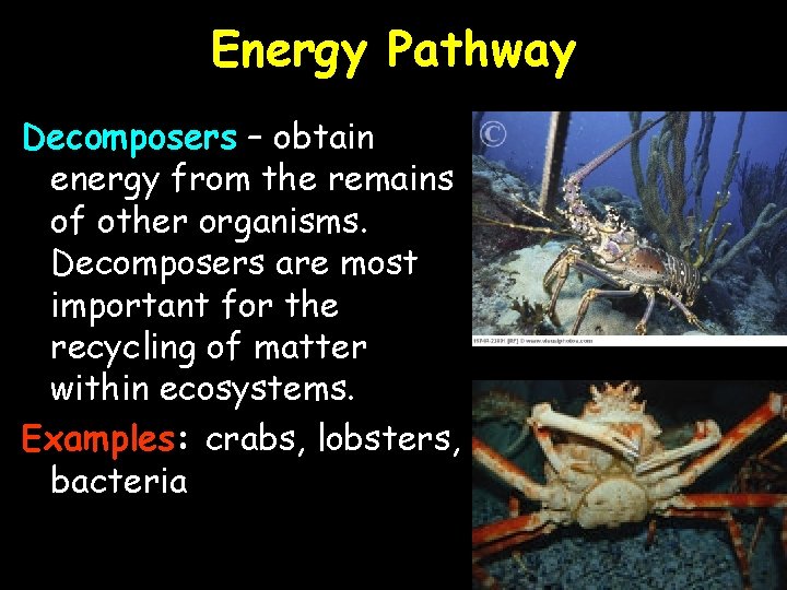 Energy Pathway Decomposers – obtain energy from the remains of other organisms. Decomposers are