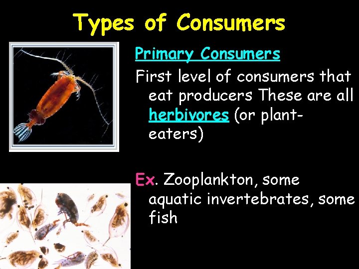 Types of Consumers Primary Consumers First level of consumers that eat producers These are
