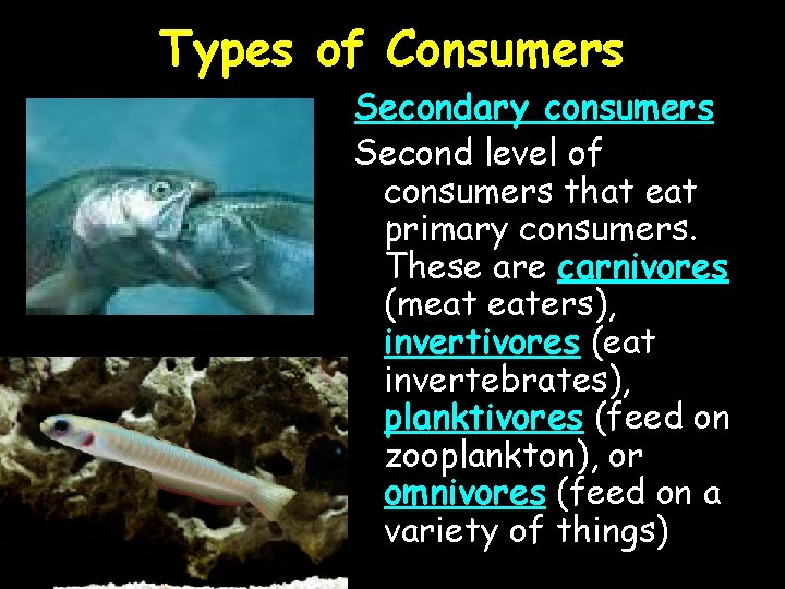 Types of Consumers Secondary consumers Second level of consumers that eat primary consumers. These