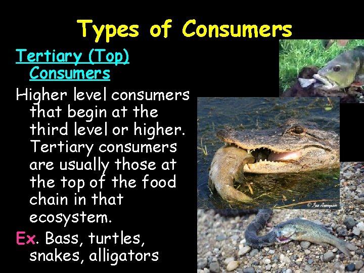 Types of Consumers Tertiary (Top) Consumers Higher level consumers that begin at the third