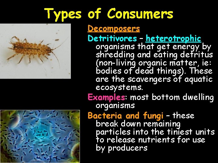 Types of Consumers Decomposers Detritivores – heterotrophic organisms that get energy by shredding and