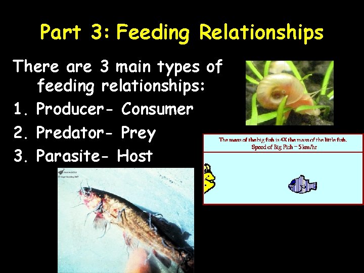 Part 3: Feeding Relationships There are 3 main types of feeding relationships: 1. Producer-