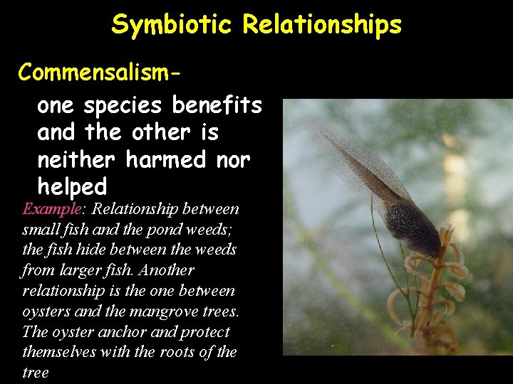 Symbiotic Relationships Commensalismone species benefits and the other is neither harmed nor helped Example: