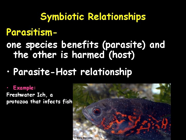 Symbiotic Relationships Parasitismone species benefits (parasite) and the other is harmed (host) • Parasite-Host