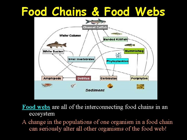 Food Chains & Food Webs Food webs are all of the interconnecting food chains