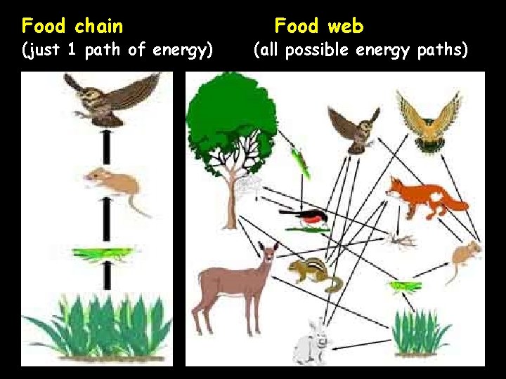 Food chain (just 1 path of energy) Food web (all possible energy paths) 
