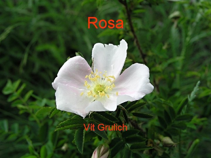 Rosa Vít Grulich 