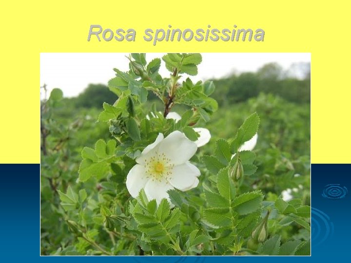 Rosa spinosissima 