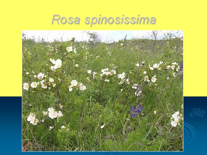 Rosa spinosissima 