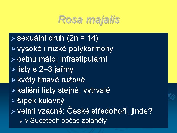 Rosa majalis Ø sexuální druh (2 n = 14) Ø vysoké i nízké polykormony