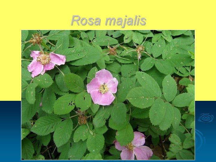 Rosa majalis 