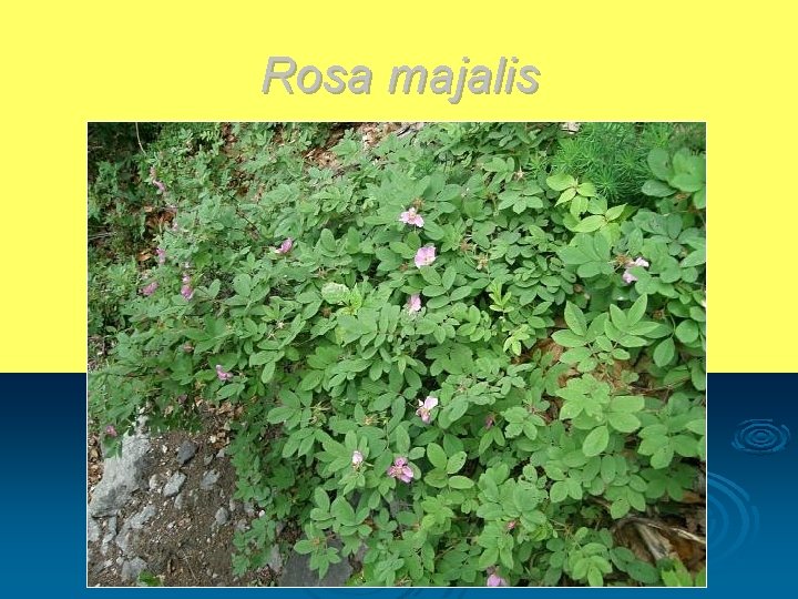 Rosa majalis 