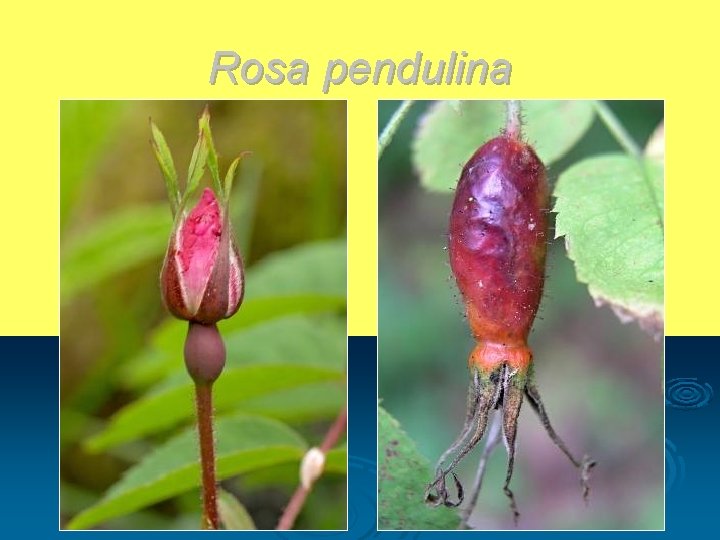 Rosa pendulina 