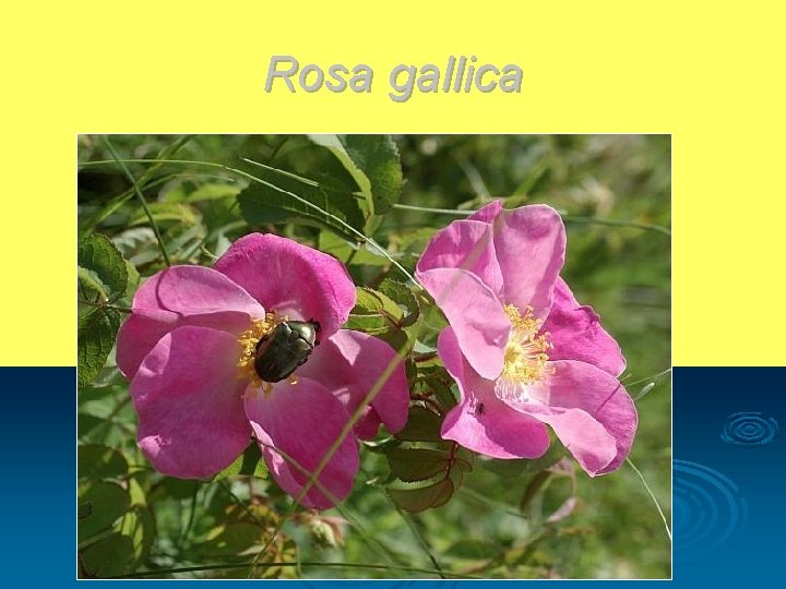 Rosa gallica 