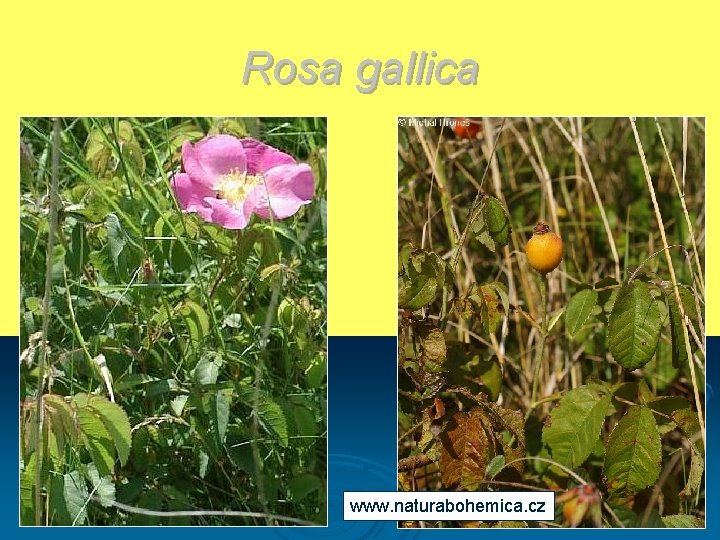 Rosa gallica www. naturabohemica. cz 