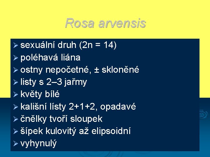 Rosa arvensis Ø sexuální druh (2 n = 14) Ø poléhavá liána Ø ostny