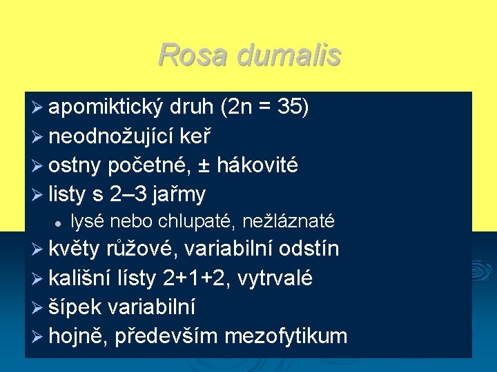 Rosa dumalis Ø apomiktický druh (2 n = 35) Ø neodnožující keř Ø ostny