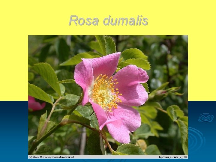 Rosa dumalis 