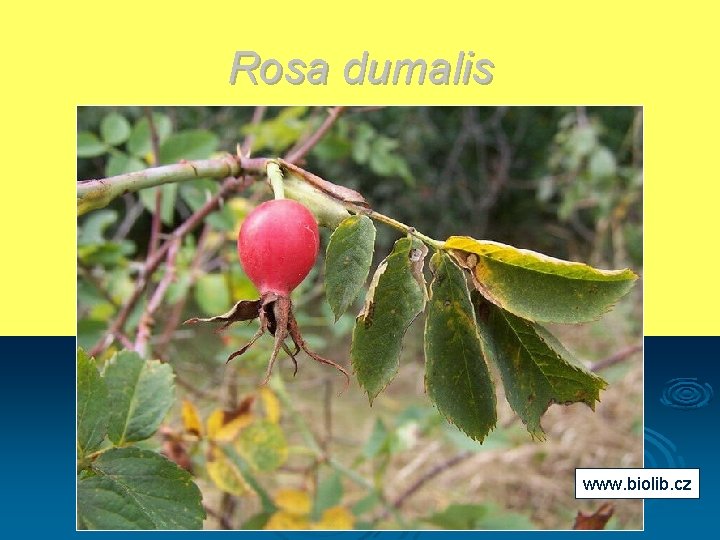 Rosa dumalis www. biolib. cz 