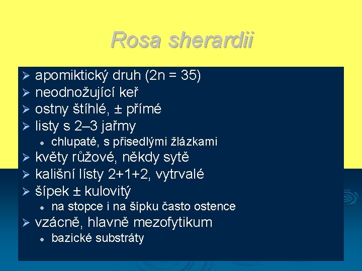 Rosa sherardii Ø Ø apomiktický druh (2 n = 35) neodnožující keř ostny štíhlé,