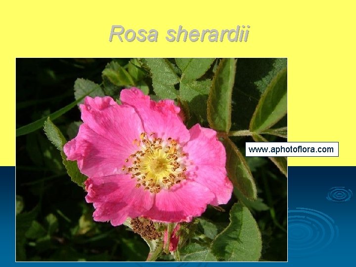 Rosa sherardii www. aphotoflora. com 