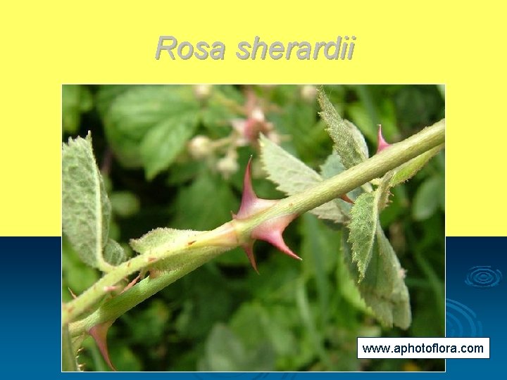 Rosa sherardii www. aphotoflora. com 