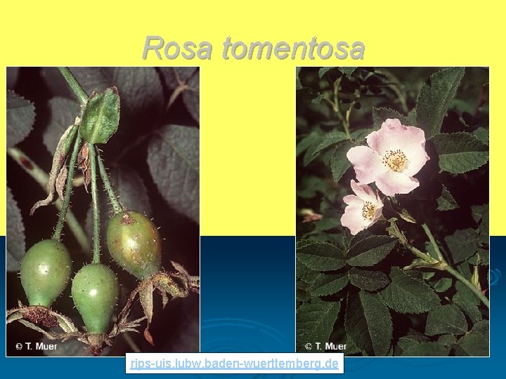 Rosa tomentosa rips-uis. lubw. baden-wuerttemberg. de 