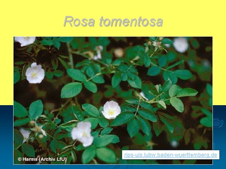 Rosa tomentosa rips-uis. lubw. baden-wuerttemberg. de 