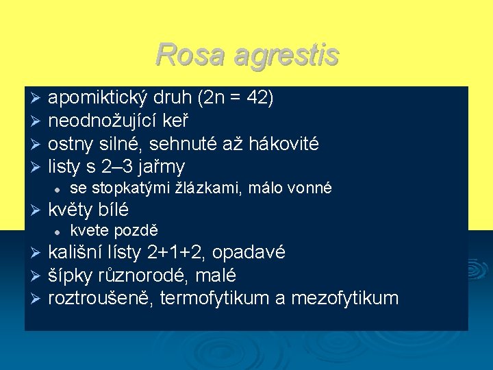 Rosa agrestis Ø Ø apomiktický druh (2 n = 42) neodnožující keř ostny silné,