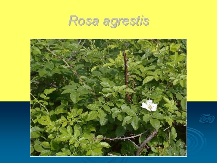 Rosa agrestis 