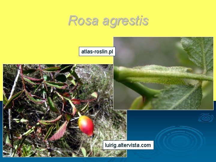 Rosa agrestis atlas-roslin. pl luirig. altervista. com 