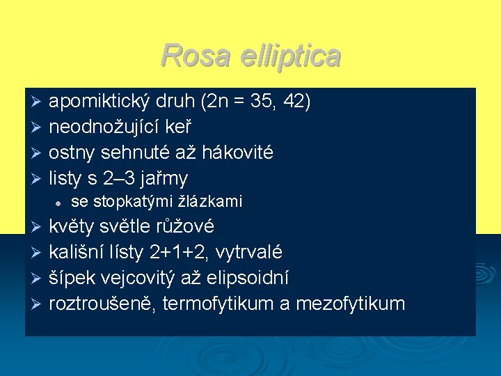 Rosa elliptica apomiktický druh (2 n = 35, 42) Ø neodnožující keř Ø ostny