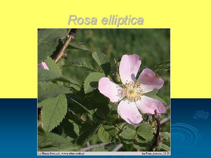 Rosa elliptica 