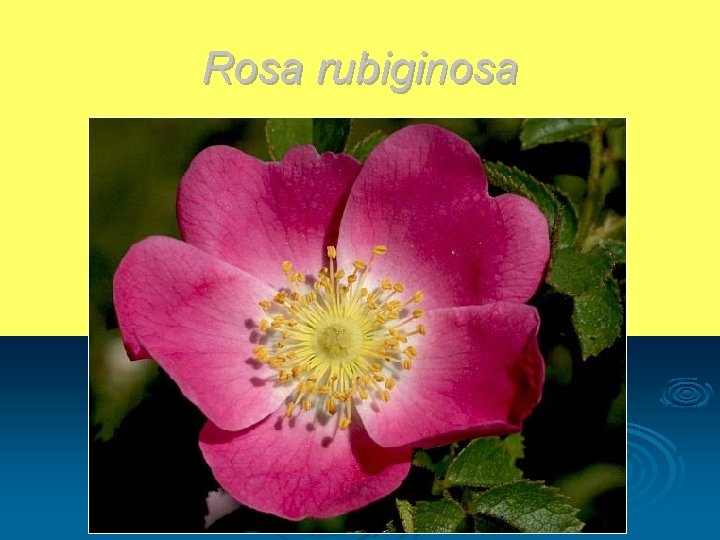 Rosa rubiginosa 